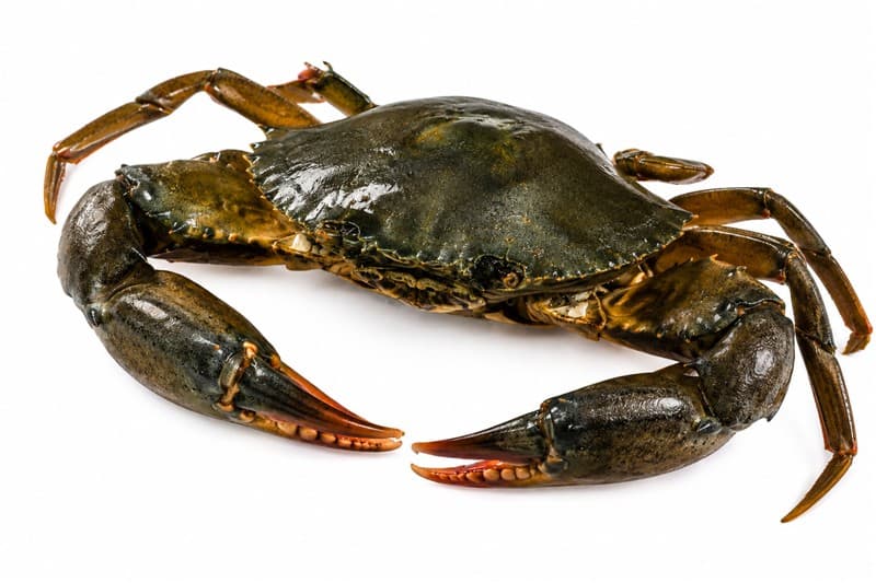 Crabs