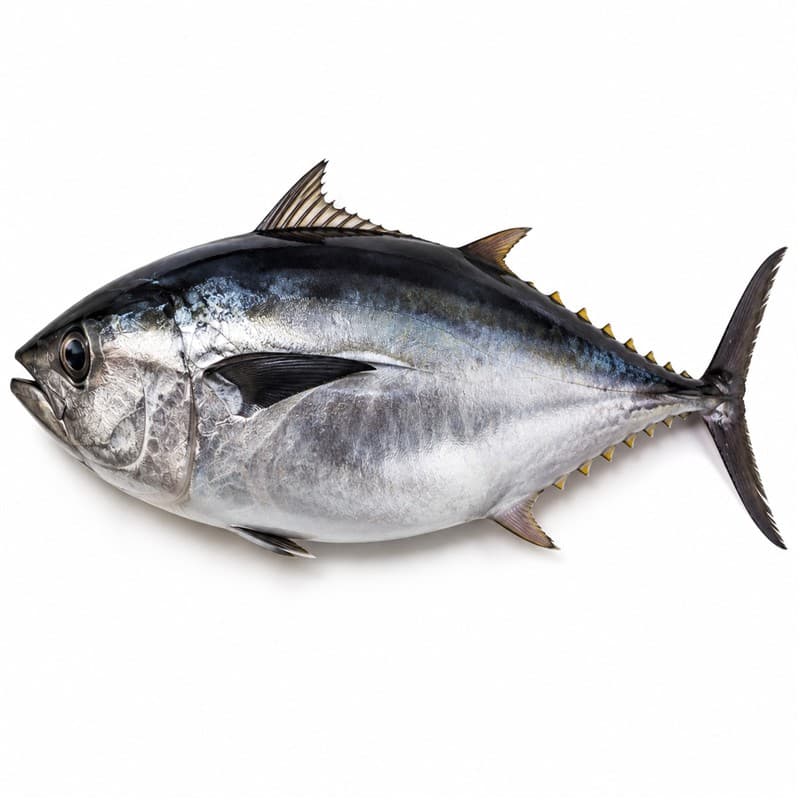 Tuna Fish